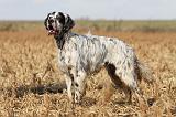 SETTER ANGLAIS 159